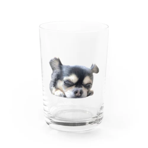 可愛いチワワ＊犬＊わんこ＊動物 Water Glass