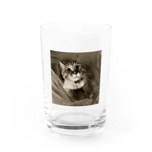 どんぐりおめめの福ちゃん Water Glass