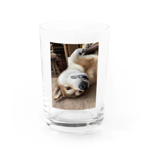 Mugi is Tanuki Water Glass