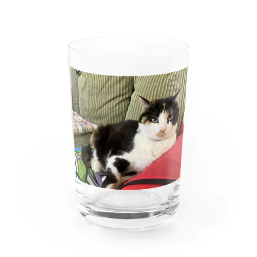 三毛猫なっちゃん Water Glass