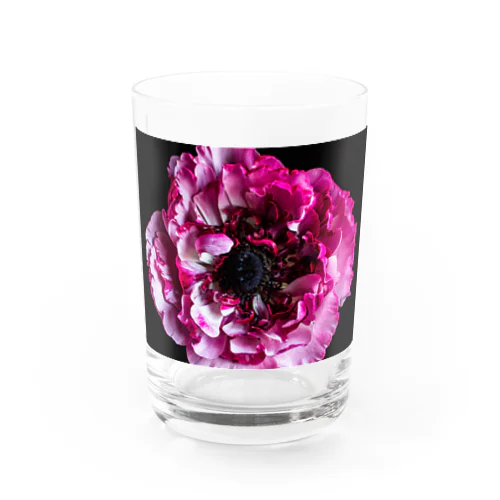 Pink Ranunculus Water Glass