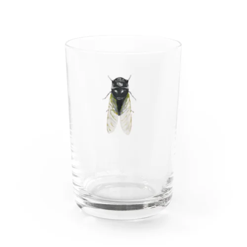 クマゼミ Water Glass