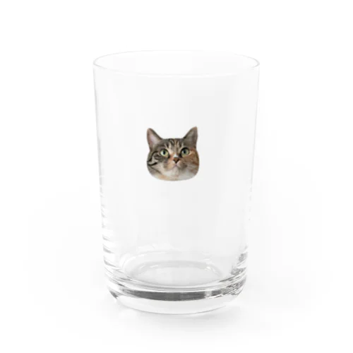 縞三毛猫のみそ Water Glass