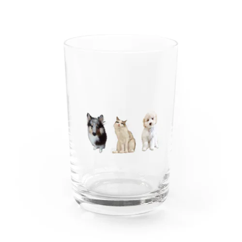 かわいこちゃんたち Water Glass