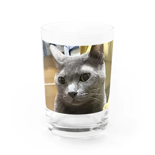 実家の猫 Water Glass