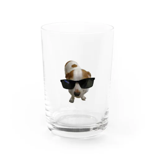 サングラス犬 Water Glass