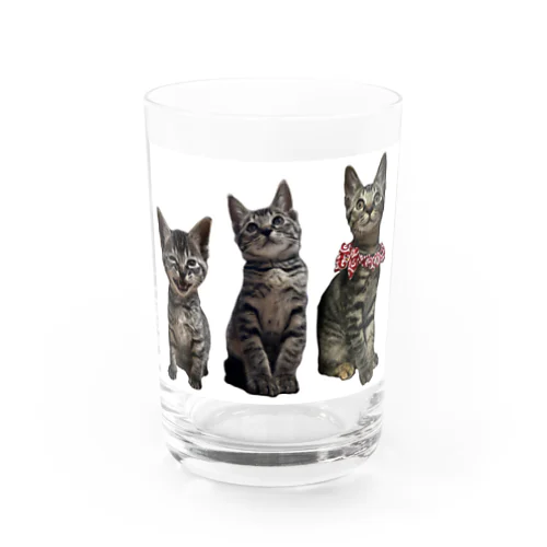ネネの仔猫時代 Water Glass