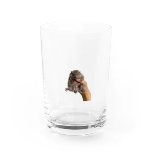 ヒメハリテンレックのココちゃん Water Glass