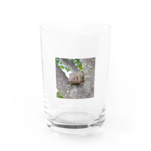 ヒメハリテンレック木登りぷぅちゃん Water Glass