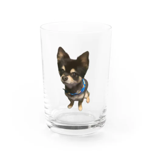 我が家の愛犬レン君 🐶1 Water Glass