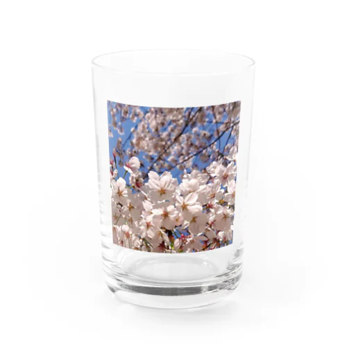 いつでもどこでも桜爛漫 Water Glass