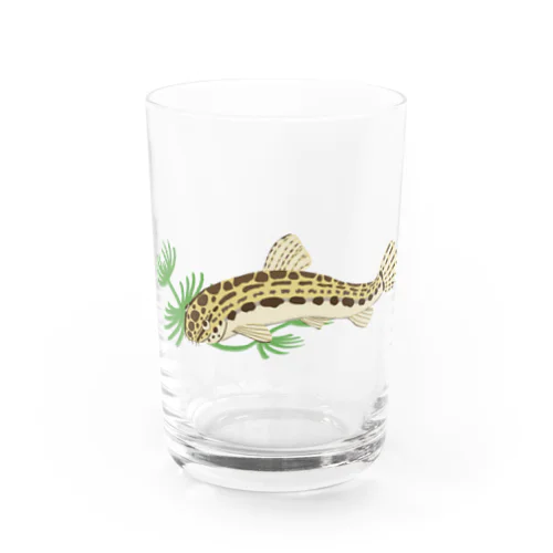 ヤマトシマドジョウ Water Glass