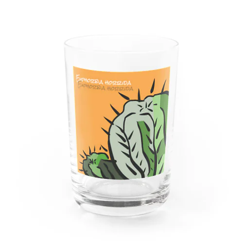 Euphorbia horrida Water Glass