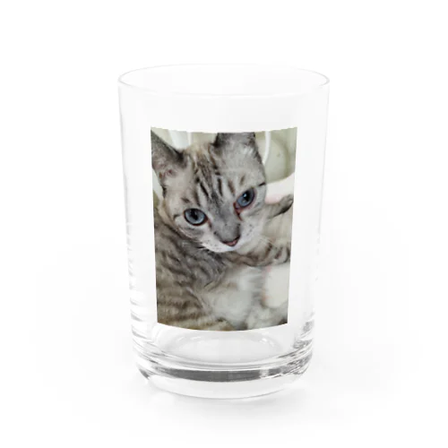 フッワフワのシャムミックス Water Glass