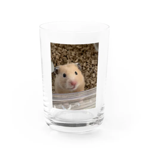 🐹 グラス