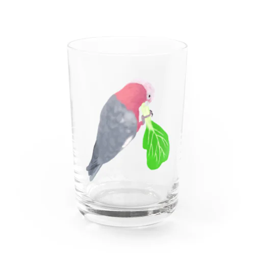 チンゲン菜食べるモモイロインコ Water Glass