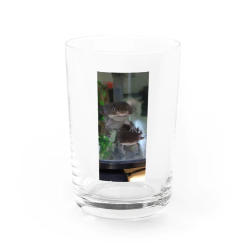 ウーパールーパー　仲良しコンビ Water Glass