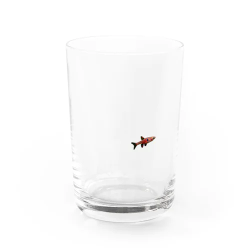 ボララス・ナエブス Water Glass