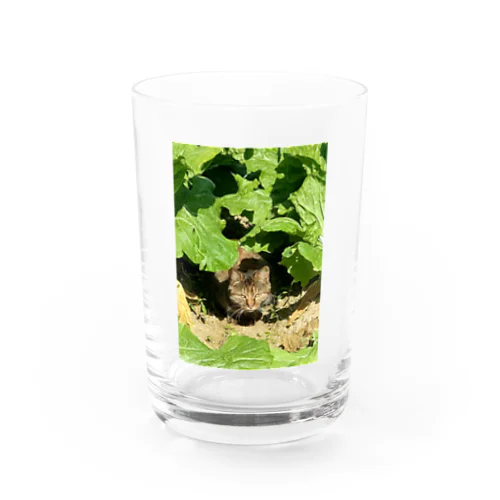 白菜畑の雉虎 Water Glass