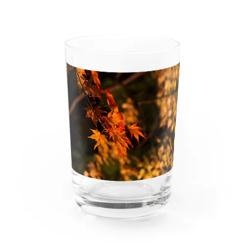 ライトアップ紅葉 - Japanese maple(night shot) - Water Glass