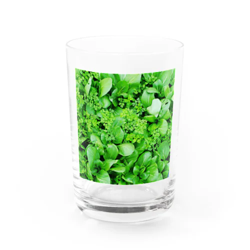 ハーブ&チンゲン菜 Water Glass