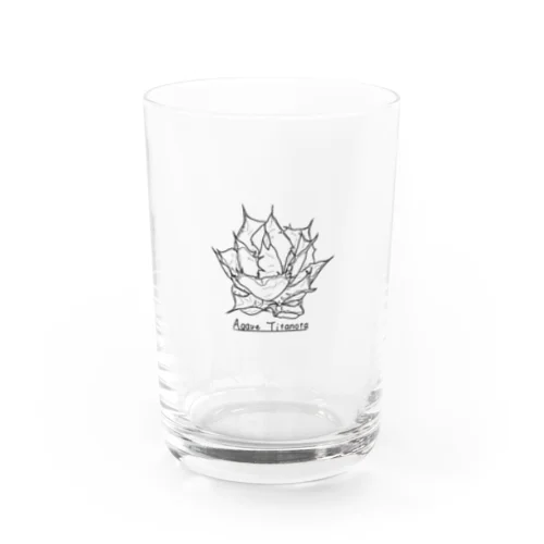 アガベ　チタノタ Water Glass