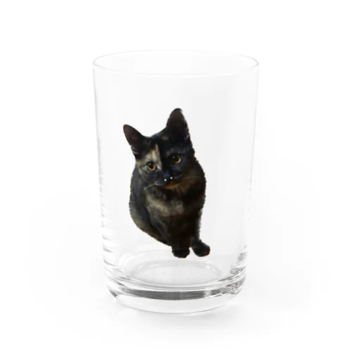 サビ猫くう Water Glass