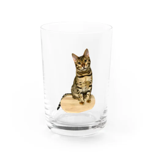 ちょこんとお座り ベンガル猫の琥珀 Water Glass