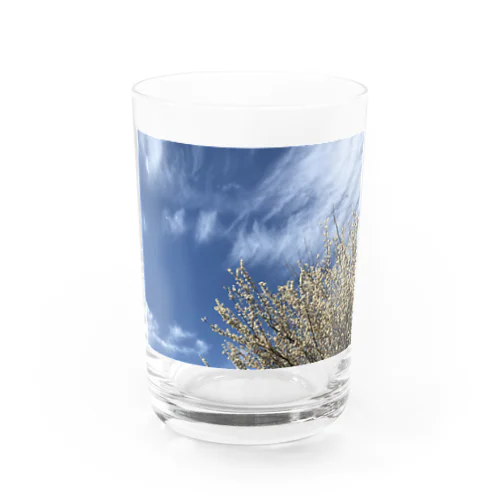 白梅と青空 Water Glass