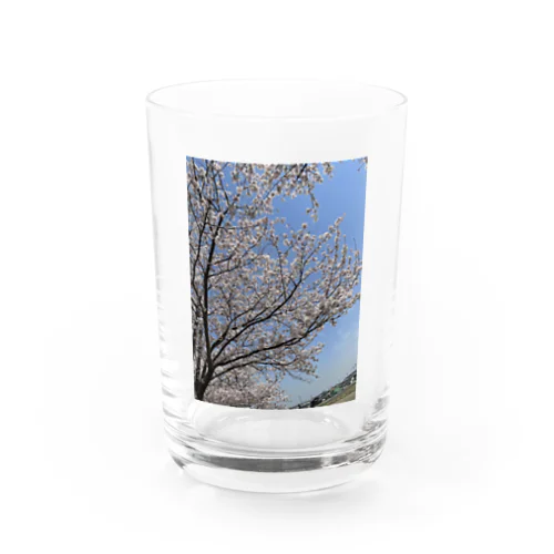 近所の桜 Water Glass