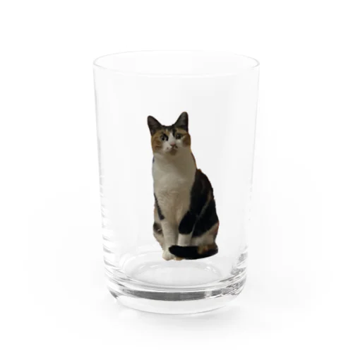 三毛姉も一緒に Water Glass