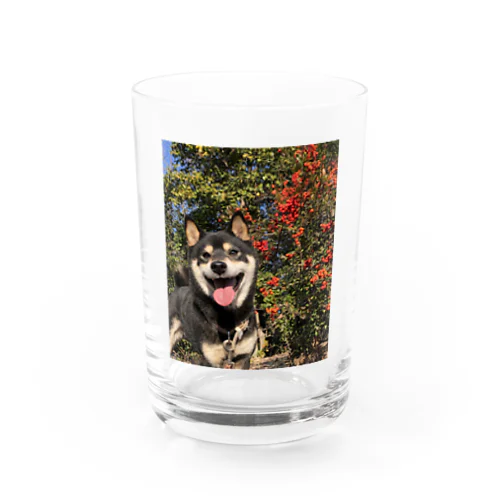 柴犬のけんたろー Water Glass