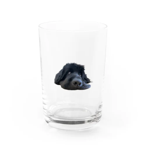 上目づかいな大型犬 Water Glass