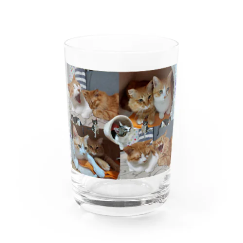 かぶちょもぐーぐー(=^..^=)(=^..^=)(=^..^=) Water Glass