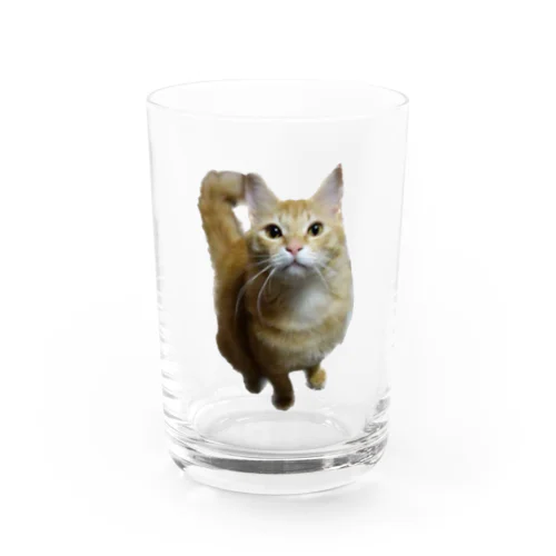 我が家のお猫様が見てます(笑) グラス