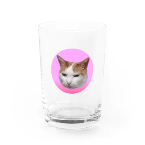 ムスッとした猫 Water Glass