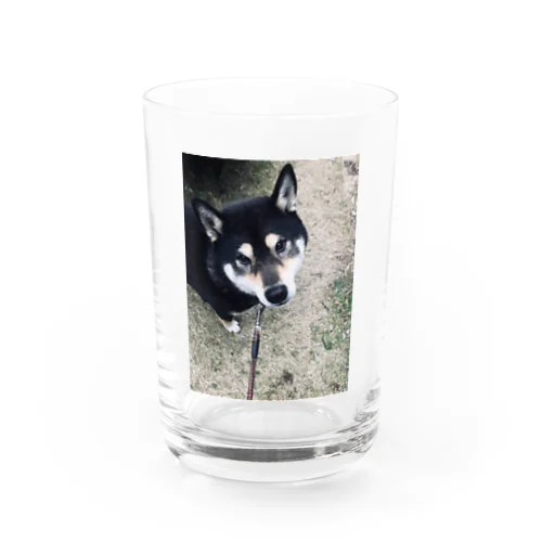 黒柴ちぃ Water Glass