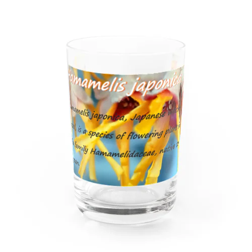 マンサク　Hamamelis japonica Water Glass