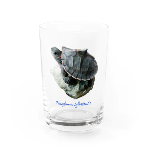 アッサムセタカガメグッズ Water Glass