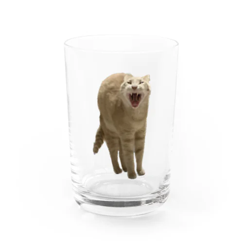 あくび猫のシロ Water Glass