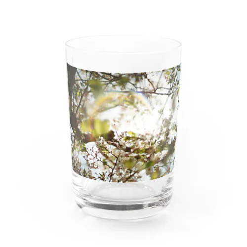 桜と光 Water Glass