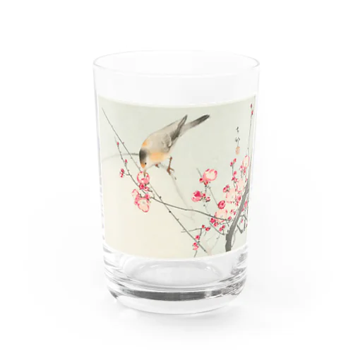 小原古邨　梅に鶯　Ohara Koson / Songbird on blossom branch Water Glass