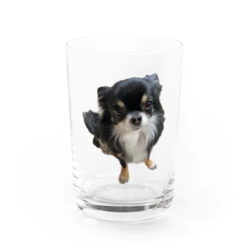 ちわわのりんちゃん Water Glass