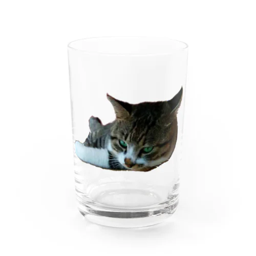 猫のひーくん Water Glass