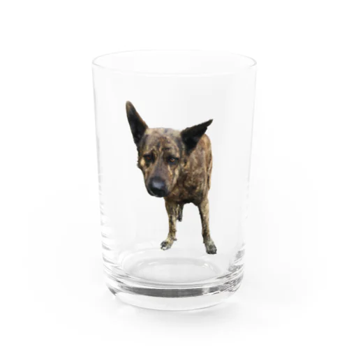 愛犬注意 Water Glass