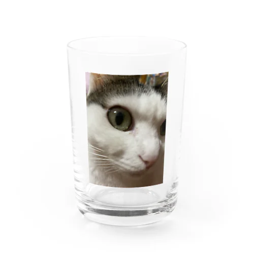 猫山さん。はるがきた。 Water Glass