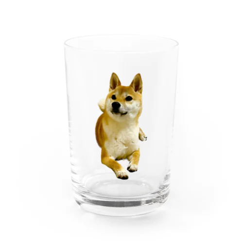 柴犬おかゆ Water Glass