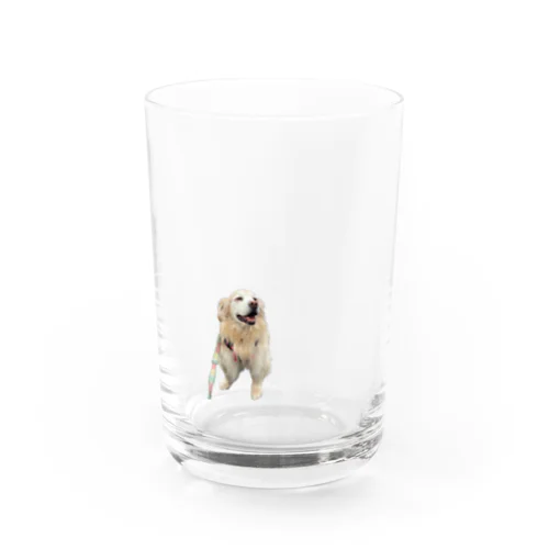 ゴールデンレトリバー のころちゃん Water Glass