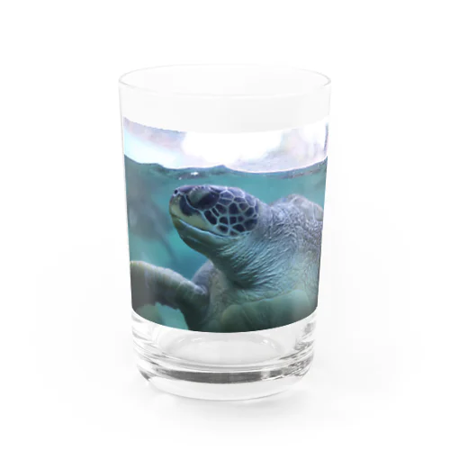 カメ Water Glass