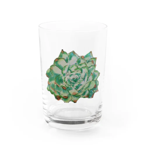 多肉植物 Water Glass